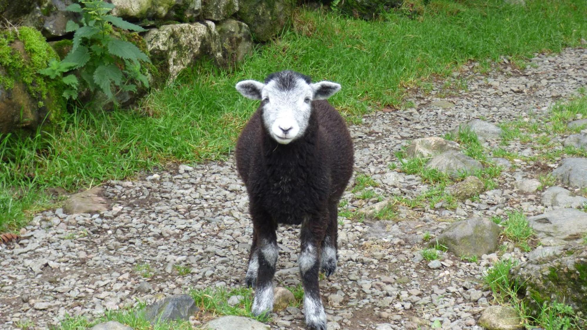 Renovated 5 Bedroom Farmhouse In Picturesque Eskdale, Lake District Exteriör bild