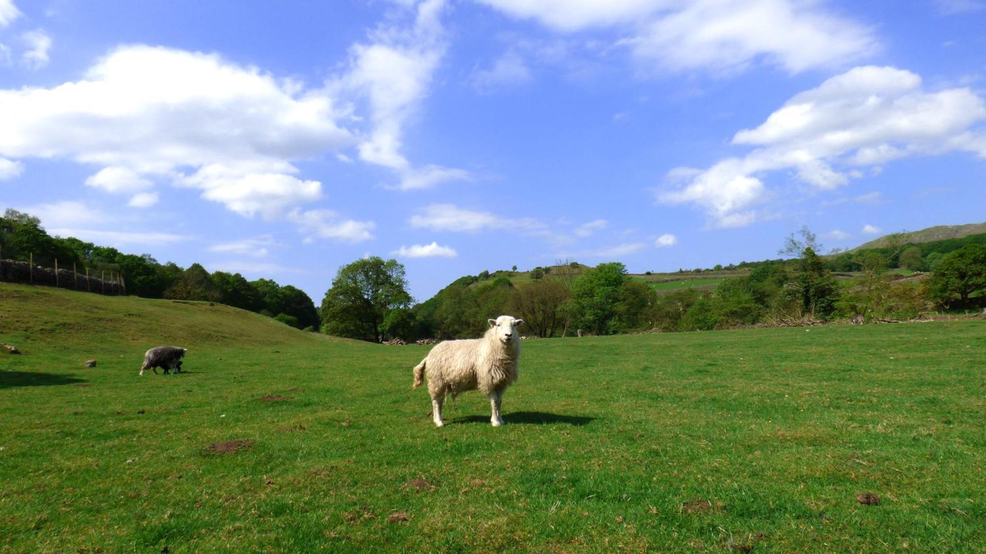 Renovated 5 Bedroom Farmhouse In Picturesque Eskdale, Lake District Exteriör bild